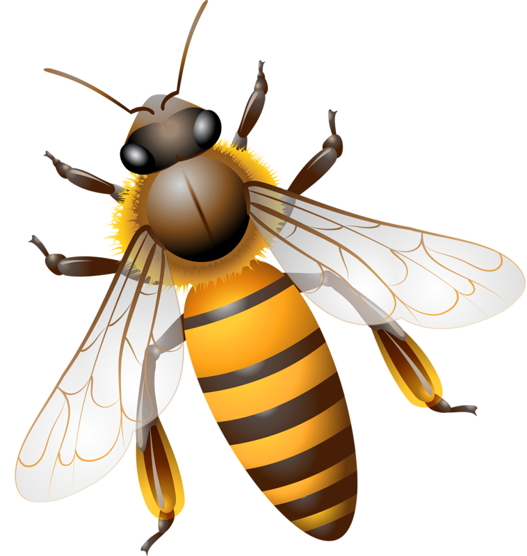 bee